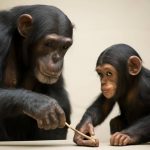 Şempanzeler alet kullanmayı yavrularına uygulamalı öğretiyor
